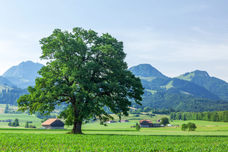 Panoramic view of tree, countryside, green alpine meadows and the Alps mountains in Switzerland